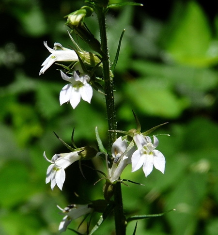 {Lobelia inflata}
